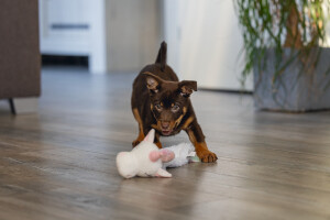 Beeztees Yavru Köpek Oyuncağı, Unicorn, Peluş, Beyaz, 49x10x14cm - 6