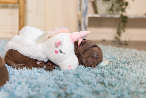 Beeztees Yavru Köpek Oyuncağı, Unicorn, Peluş, Beyaz, 49x10x14cm - 8