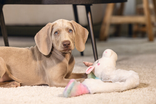 Beeztees Yavru Köpek Oyuncağı, Unicorn, Peluş, Beyaz, 74x14x15cm - 7