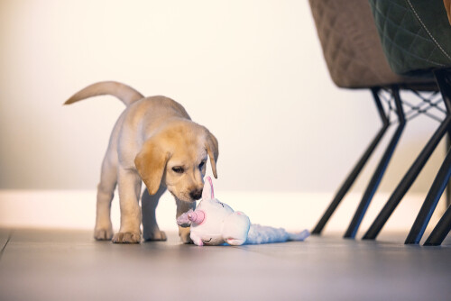 Beeztees Yavru Köpek Oyuncağı, Unicorn, Peluş, Beyaz, 74x14x15cm - 10