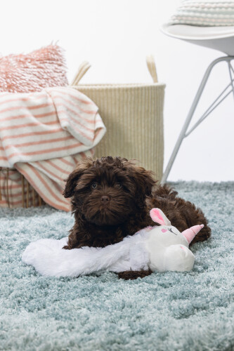 Beeztees Yavru Köpek Oyuncağı, Unicorn, Peluş, Beyaz, 74x14x15cm - 6