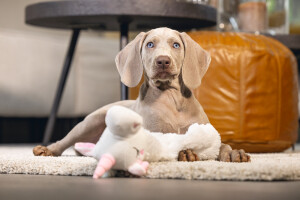 Beeztees Yavru Köpek Oyuncağı, Unicorn, Peluş, Beyaz, 74x14x15cm - 4