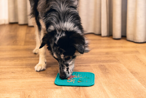 Beeztees Yavru Köpek Yaş Mama Yeme Oyuncağı, Kare Şeklinde, Silikon, Yeşil, 20x20cm - 2