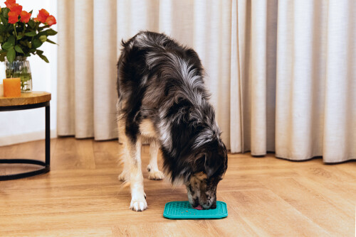 Beeztees Yavru Köpek Yaş Mama Yeme Oyuncağı, Kare Şeklinde, Silikon, Yeşil, 20x20cm - 8