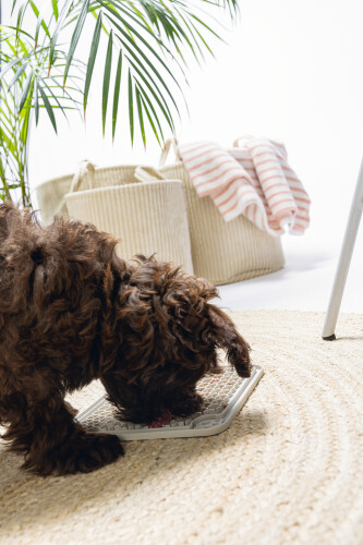 Beeztees Yavru Köpek Yaş Mama Yeme Oyuncağı, Kare, Silikon, Gri, 20x20cm - 2