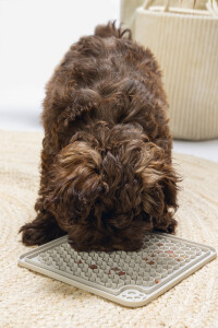 Beeztees Yavru Köpek Yaş Mama Yeme Oyuncağı, Kare, Silikon, Gri, 20x20cm - 3