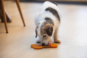 Beeztees Yavru Köpek Yaş Mama Yeme Oyuncağı, Kemik Şeklinde, Silikon, Turuncu, 18x11cm - 11