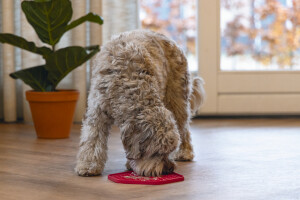 Beeztees Yavru Köpek Yaş Mama Yeme Oyuncağı, Sekizgen Şeklinde, Silikon, Pembe, 23x20cm - 2