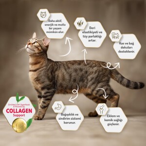Felicia Somon Balıklı Düşük Tahıllı Hipoalerjenik Kedi Maması 2 kg - 7