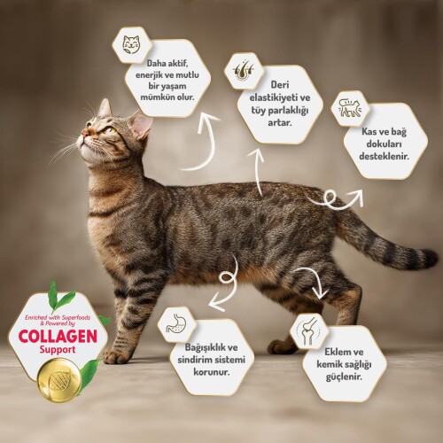 Felicia Somon Balıklı Düşük Tahıllı Hipoalerjenik Kedi Maması 2 kg - 7