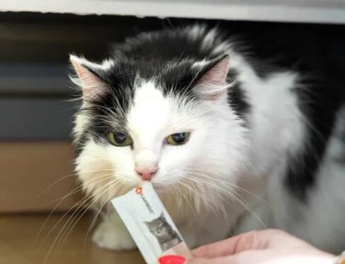 Flamingo Deli Yumm Tavuklu Krema Kedi Ödül Maması 14 Gr 5'li - 3