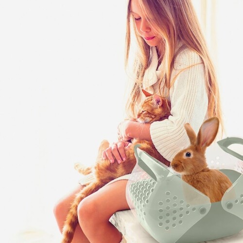 İmac Baggy Kemirgen ve Yavru Kedi Taşıma Çantası 36x25x29 Cm - 3