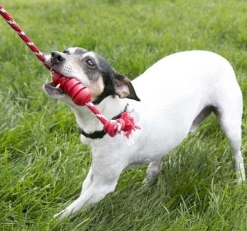 Kong Dental Diş Temizliği Sağlayan İp Sallantılı Köpek Oyuncağı M - 2