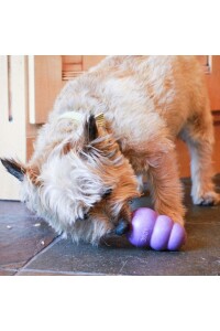 Kong Senior Yaşlı Köpekler İçin Isırma Oyuncağı S - 3