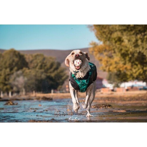 M-Pets Bloom Ball Parçalanmaz Top Köpek Oyuncağı 7 cm - 4