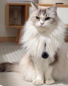 M-Pets Fearless Ultrasonik Pire ve Kene Kovucu - 3