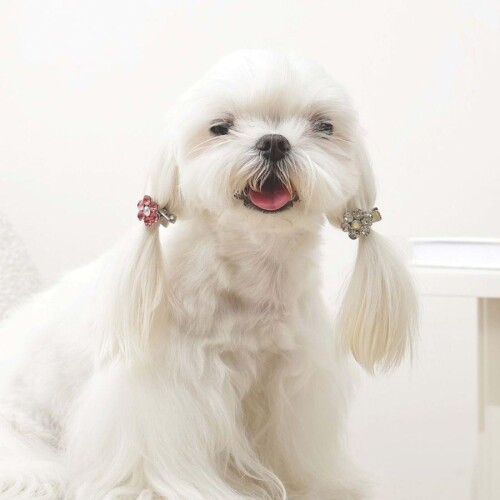 M-Pets Glam Çiçekli Kedi ve Köpekler İçin Aksesuar Toka Pembe Beyaz - 3