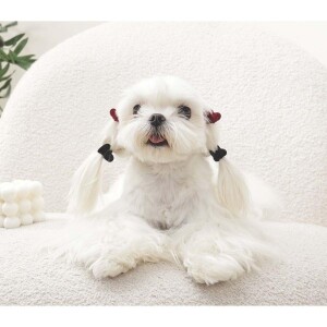 M-Pets Glam Kalpli Kedi ve Köpekler İçin Aksesuar Toka Kırmızı Siyah - 3