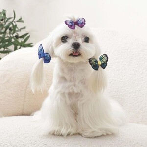 M-Pets Glam Kelebekli Kedi ve Köpekler İçin Aksesuar Toka Mavi Mor ve Yeşil - 3