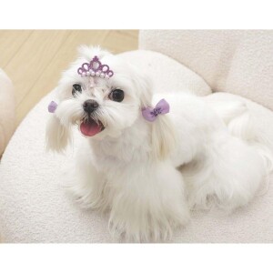 M-Pets Glam Taç ve Fiyonklu Kedi ve Köpekler İçin Aksesuar Toka Mor - 4