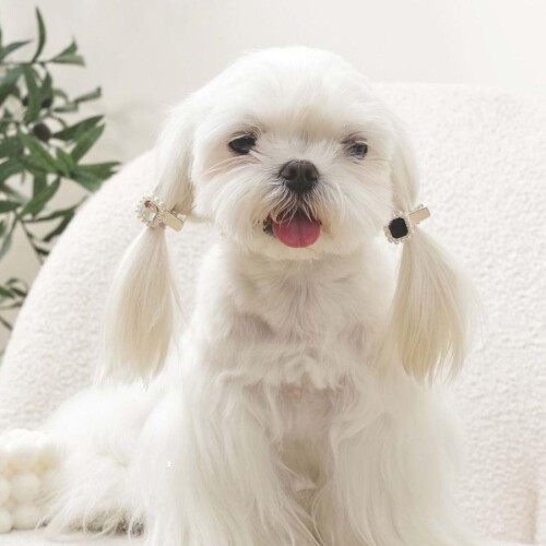 M-Pets Glam Taşlı İncili Kedi ve Köpekler İçin Aksesuar Toka Siyah Gri - 3