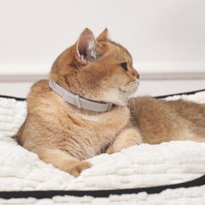 M-Pets Keep Calm Sakinleştirici Kedi Tasması Gri - 3