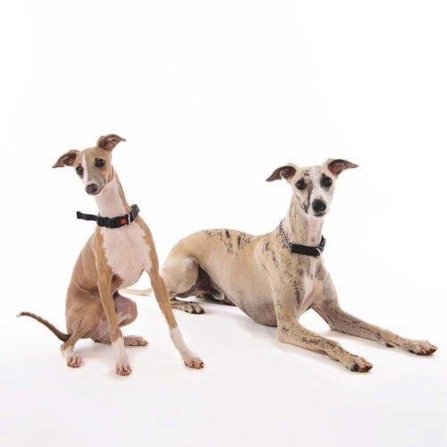 M-Pets Kombi 2in1 Köpek Eğitim Tasması Siyah XL - 2