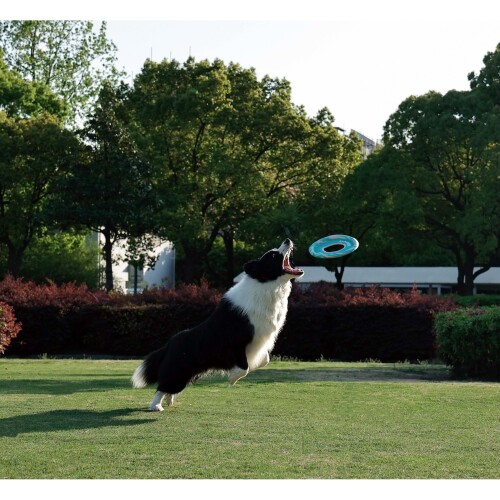 M-Pets Sprintpuff Frizbi Yeşil Köpek Oyuncağı 24 Cm - 6
