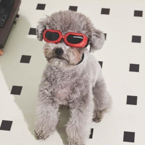 M-Pets Sunny Daytrip Köpek Gözlüğü Kırmızı - 2