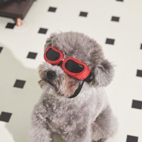 M-Pets Sunny Daytrip Köpek Gözlüğü Kırmızı - 3