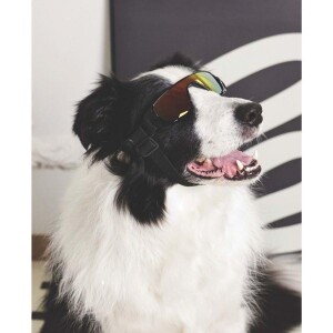 M-Pets Sunny Sunbather Köpek Gözlüğü Siyah - 3