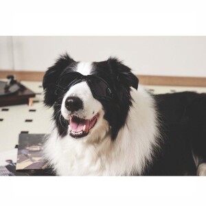 M-Pets Sunny Trailblazer Köpek Gözlüğü Siyah - 2