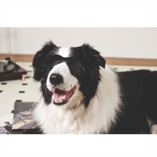 M-Pets Sunny Trailblazer Köpek Gözlüğü Siyah - 2