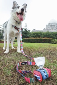 M-Pets Urban Style Jazz Stripes Dışkı Poşeti Toplama Çantası - 5