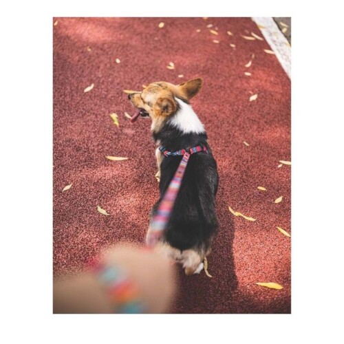 M-Pets Urban Style Jazz Stripes Köpek Göğüs Tasması L - 4