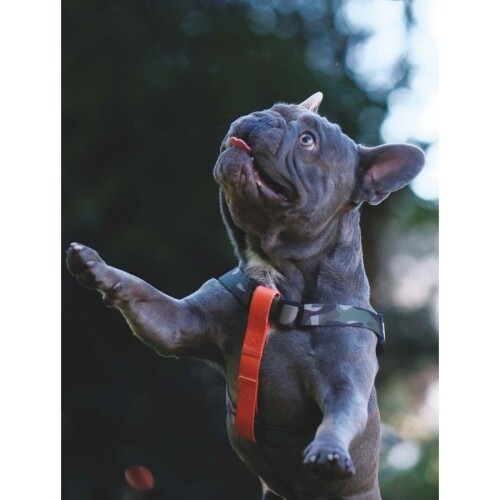 M-Pets Wild Jungle Harness Köpek Göğüs Tasması XS - 3