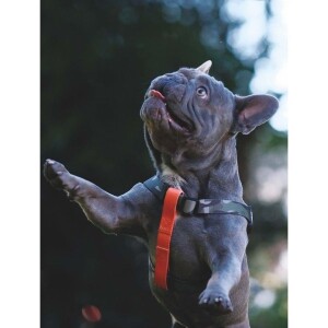 M-Pets Wild Jungle Harness Köpek Göğüs Tasması XS - 3