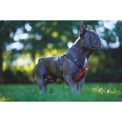 M-Pets Wıld Jungle Köpek Göğüs Tasması L - 3