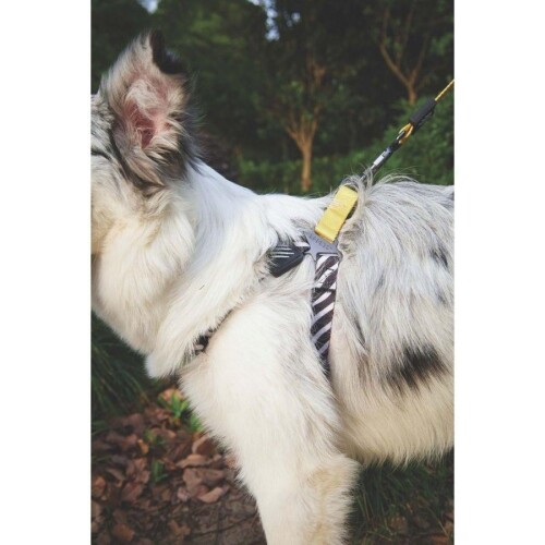 M-Pets Wild Safari Harness Köpek Göğüs Tasması XS - 4