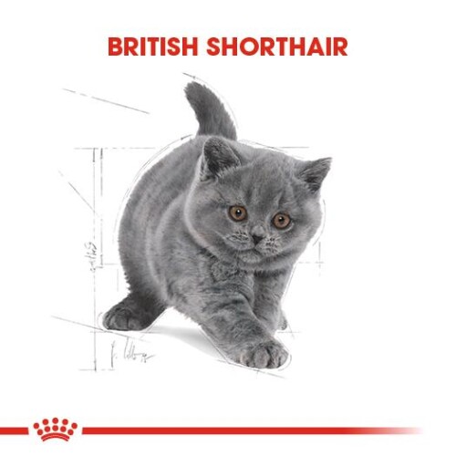Royal Canin British Shorthair İçin Özel Yavru Kedi Maması 2 kg - 7