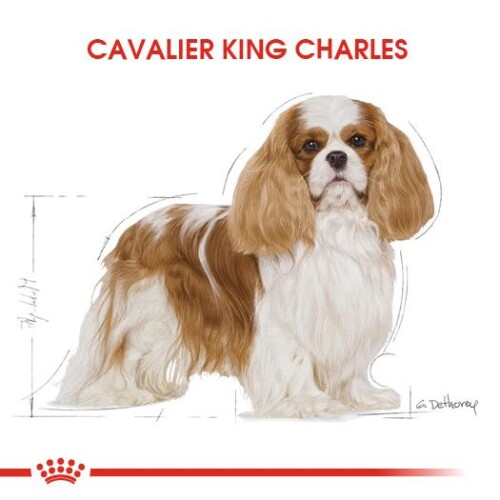Royal Canin Cavalier King Charles Yetişkin Köpek Maması 3 kg - 5