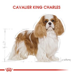 Royal Canin Cavalier King Charles Yetişkin Köpek Maması 3 kg - 5
