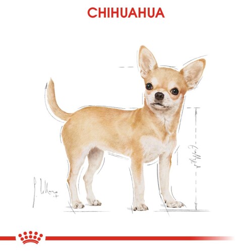 Royal Canin Chihuahua Adult Pouch Yetişkin Köpekler İçin Konserve 85 Gr - 6