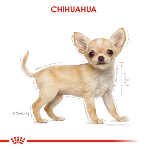 Royal Canin Chihuahua Yavru Köpek Maması 1,5 kg - 7