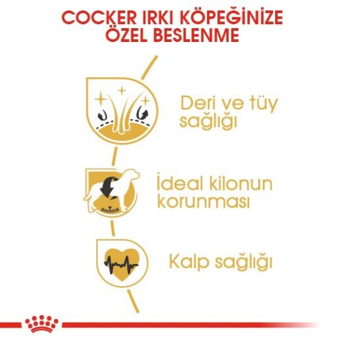 Royal Canin Cocker Özel Irk Yetişkin Köpek Maması 3 kg - 4