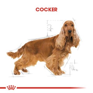 Royal Canin Cocker Özel Irk Yetişkin Köpek Maması 3 kg - 2