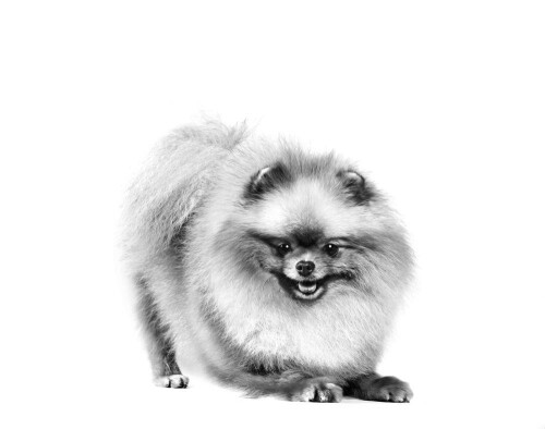 Royal Canin Pomeranian Yetişkin Köpek Irk Maması 1,5 kg - 5