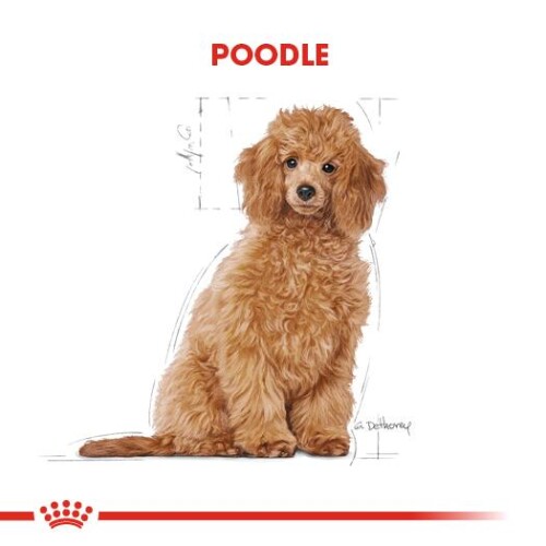 Royal Canin Poodle Yavru Köpek Maması 3 kg - 2