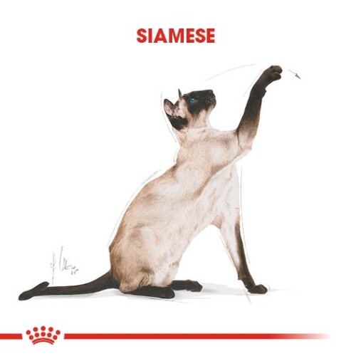 Royal Canin Siamese 38 Siyam Kedisine Özel Yetişkin Kedi Maması 2 kg - 2